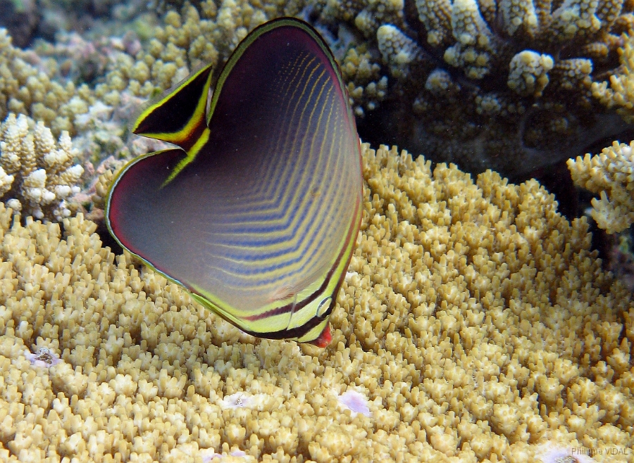 IMG_7682rc_Maldives_Madoogali_Poisson papillon triangle-Chaetodon triangulum.jpg